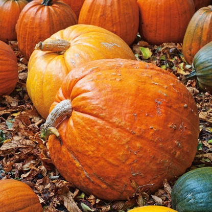 Picture of Pumpkin Big Max